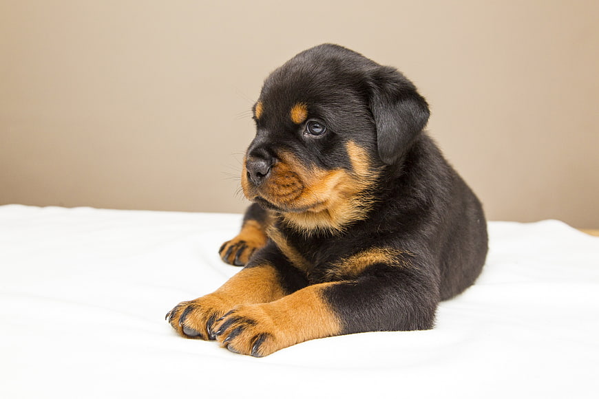 Cute Rottweiler Puppy Lying On White Bedding
