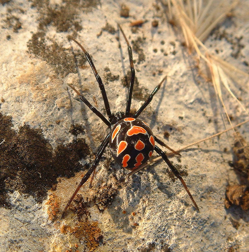 Close-up of a Mediterranean black widow spider on a textured rock surface
