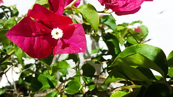 Vibrant Pink Bougainvillea Flower Close-Up with Green Leaves