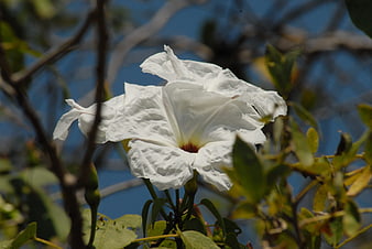 White Wild Trumpet Flower Blooming in Sunlight