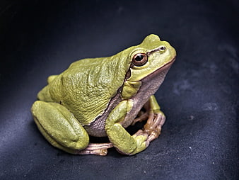 Close-up of a Green Tree Frog on Dark Background