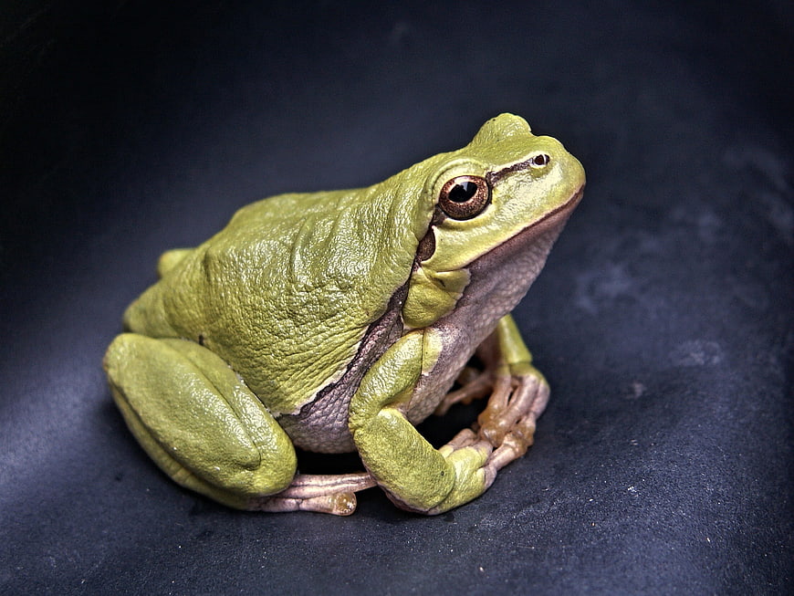 Close-up of a Green Tree Frog on Dark Background