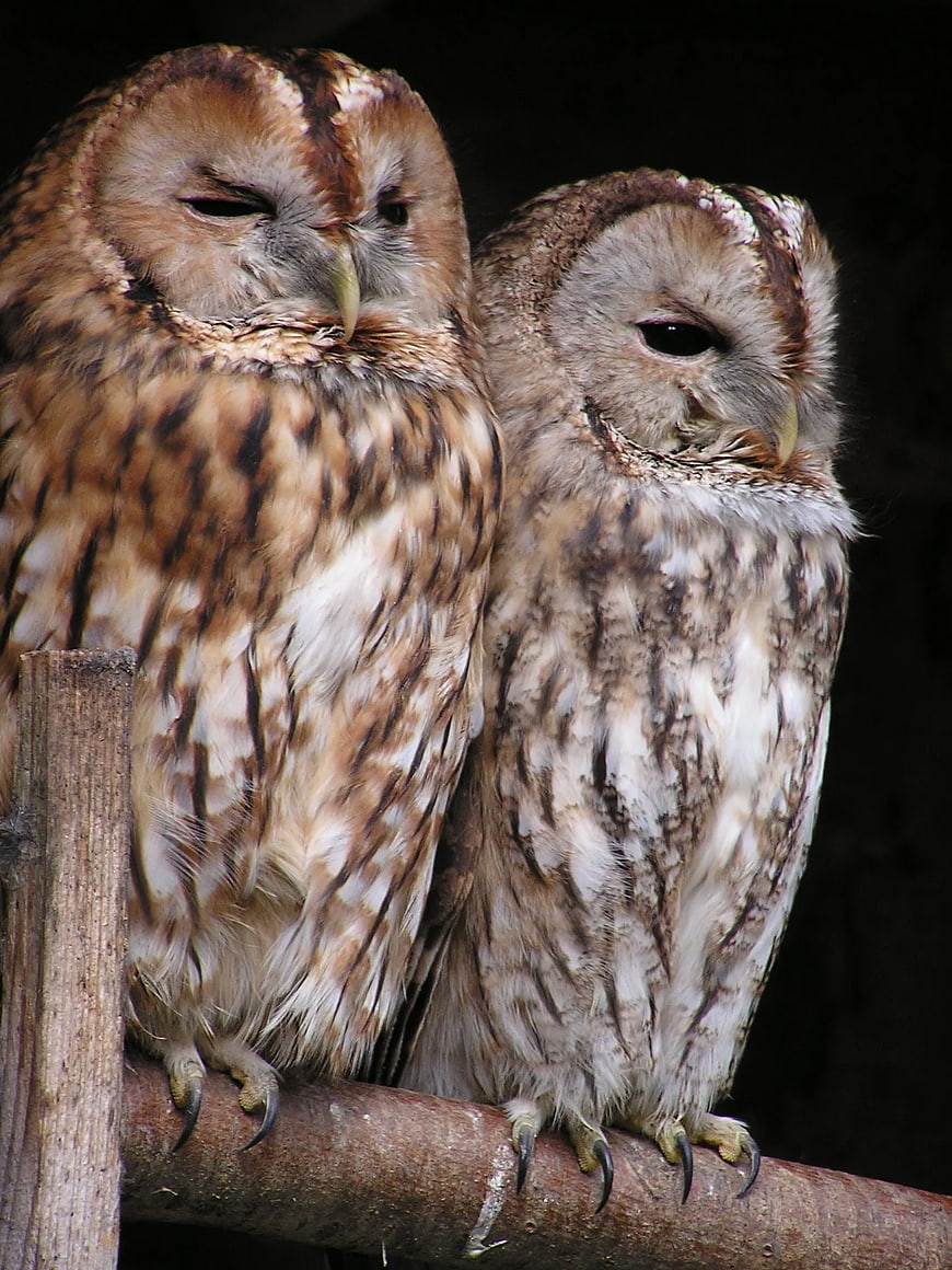 Two Barn Owls Perched on a Wooden Branch