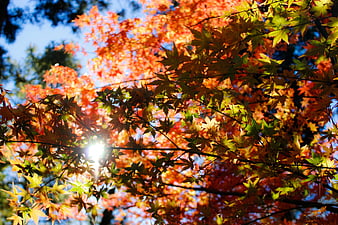 Sunlit Japanese Maple Leaves in Vibrant Autumn Colors