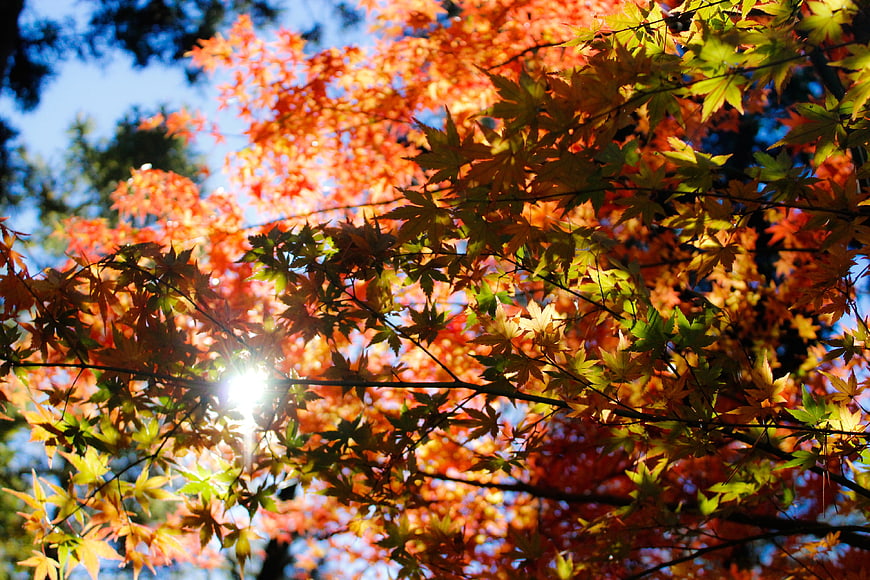 Sunlit Japanese Maple Leaves in Vibrant Autumn Colors