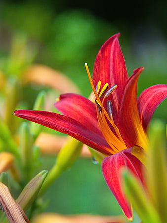 Close-up of vibrant red daylily flower with green bokeh background