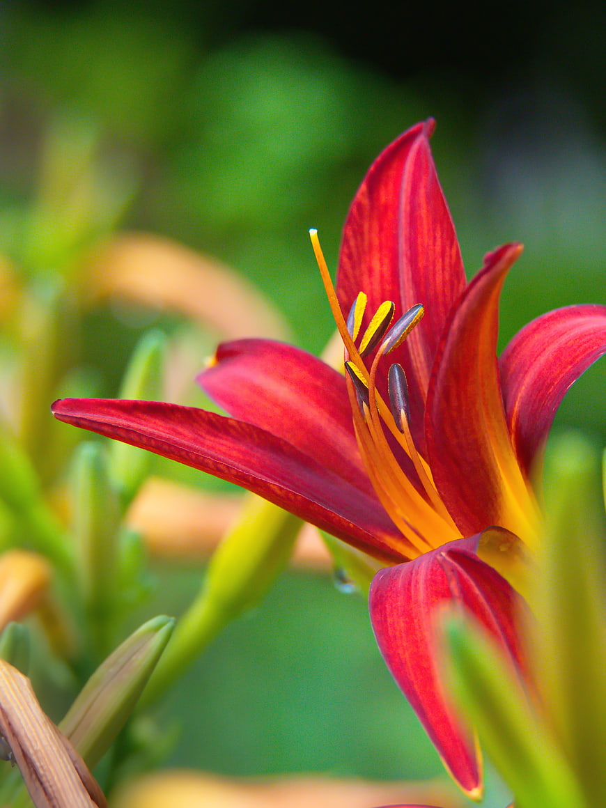 Close-up of vibrant red daylily flower with green bokeh background