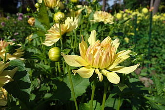 Yellow Dahlia Flowers Blooming in a Sunny Garden