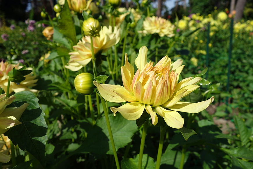 Yellow Dahlia Flowers Blooming in a Sunny Garden