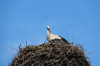 White Stork in Nest Against Blue Sky