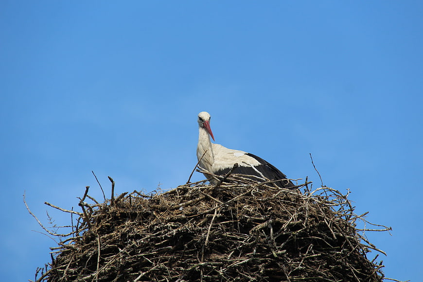 White Stork in Nest Against Blue Sky