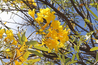 Vibrant Yellow Ipe Flowers Blooming Against Blue Sky