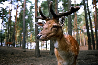 Close-up of a male fallow deer with antlers in a pine forest