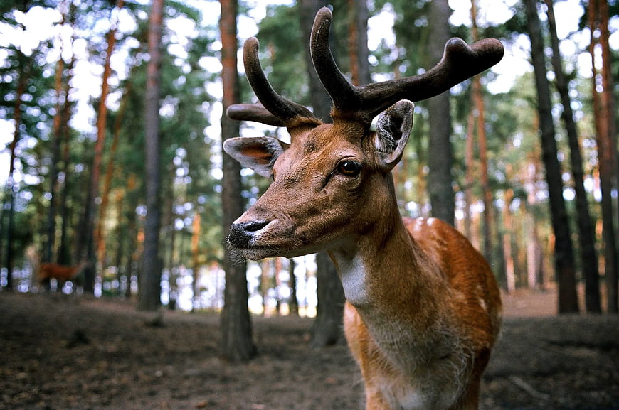 Close-up of a male fallow deer with antlers in a pine forest