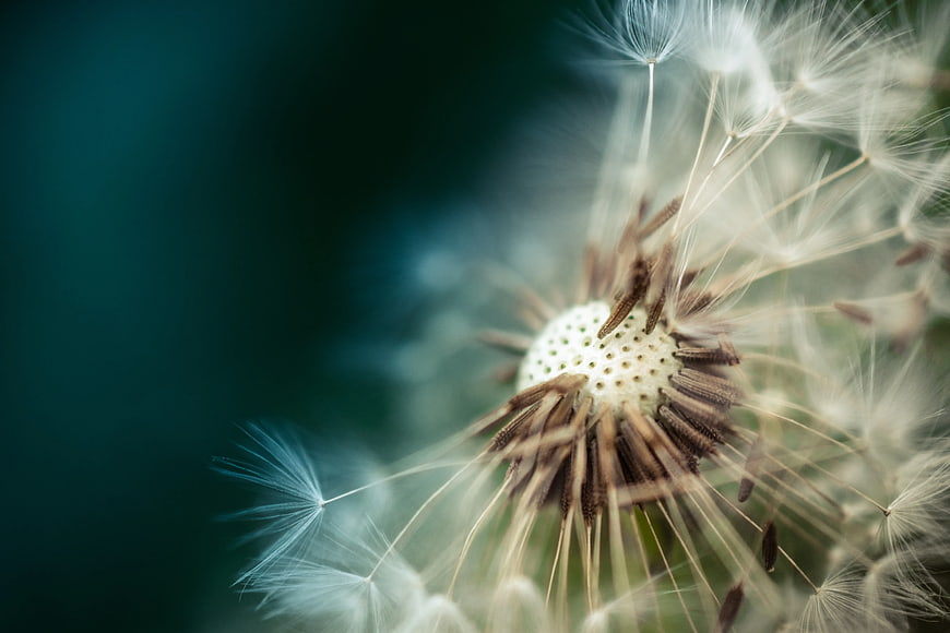 Macro Photography of Dandelion Seeds on Dark Teal Background