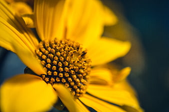Close-up of yellow flower center with blurred background