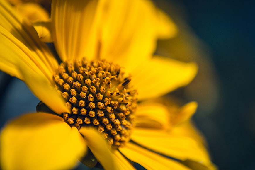 Close-up of yellow flower center with blurred background