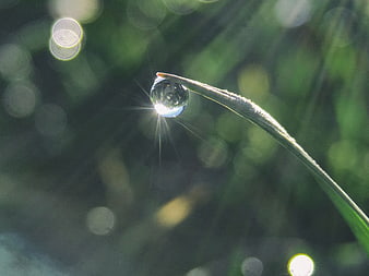 Macro shot of dew drop on grass blade with bokeh