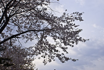 Cherry Blossom Branches Against Cloudy Sky