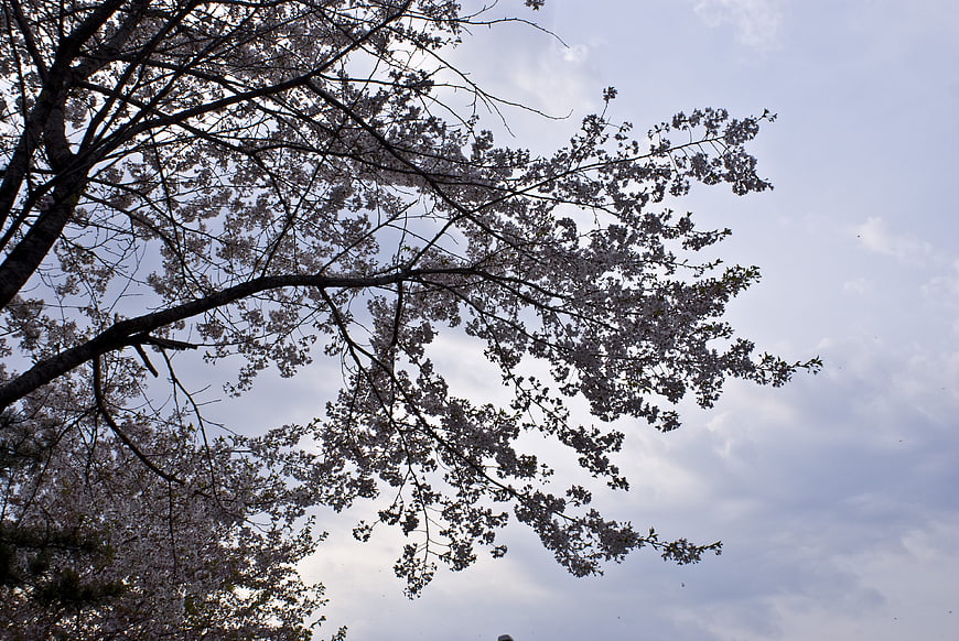 Cherry Blossom Branches Against Cloudy Sky