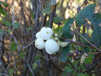 Close-up of white snowberries on a branch with green leaves