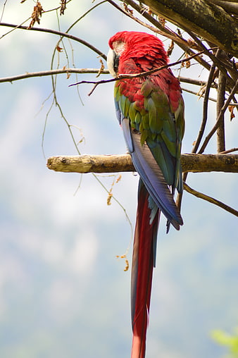 Scarlet Macaw Perched on Tree Branch