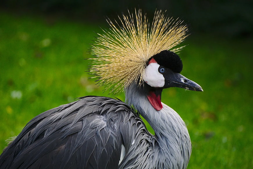 Close-up of a Grey Crowned Crane with Golden Crest
