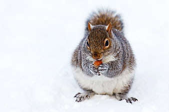Cute Gray Squirrel Eating Nut in Snow