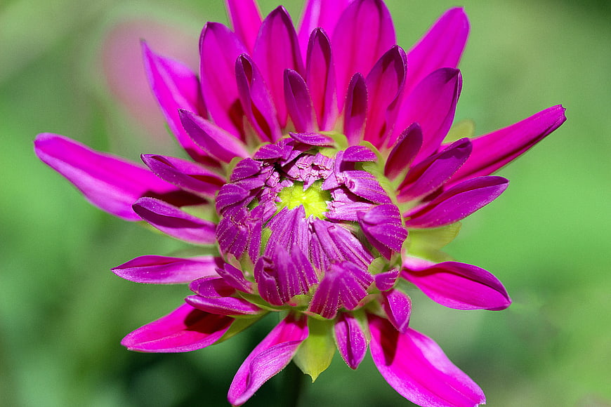 Vibrant Purple Dahlia Flower Close-Up