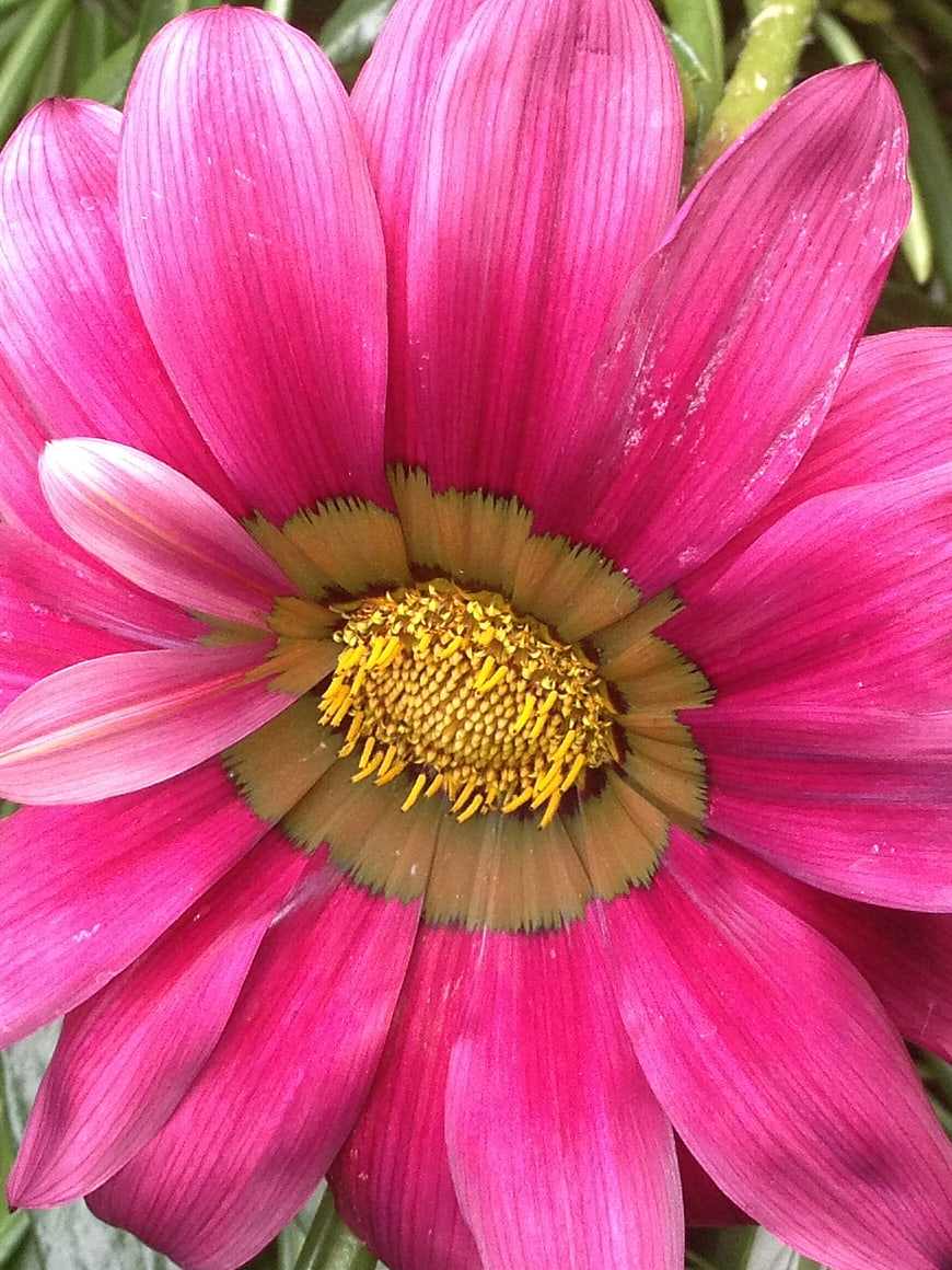 Close-up of vibrant pink gazania flower with yellow center