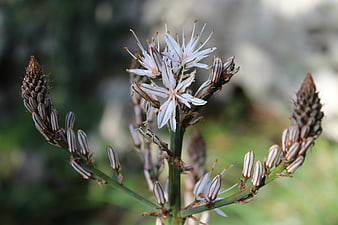 Close-up of white and brown striped flower buds on green stem