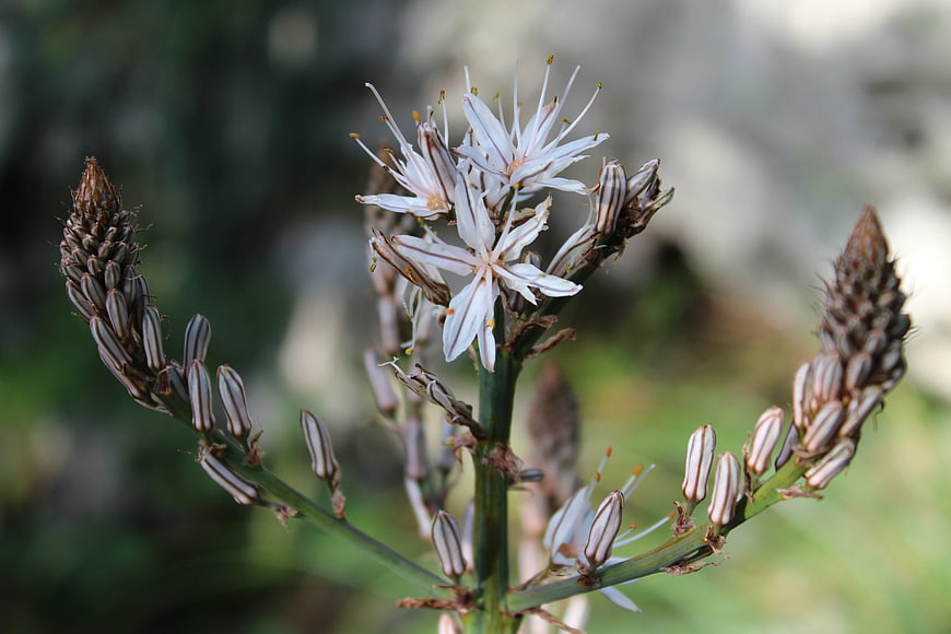 Close-up of white and brown striped flower buds on green stem