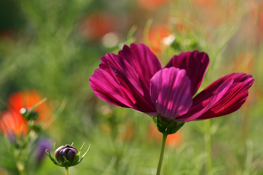 Vibrant Purple Cosmos Flower in Sunlit Garden