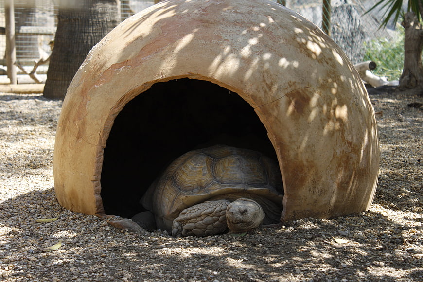 Large tortoise resting inside a dome shelter in a zoo enclosure