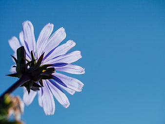 Purple Chicory Flower Against Blue Sky