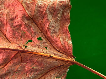 Macro Close-Up of Textured Red Autumn Leaf on Green Background