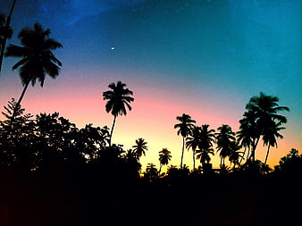 Silhouetted Palm Trees Against Vibrant Sunset Sky