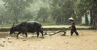 Asian Farmer Plowing Rice Paddy with Buffalo in Heavy Rain