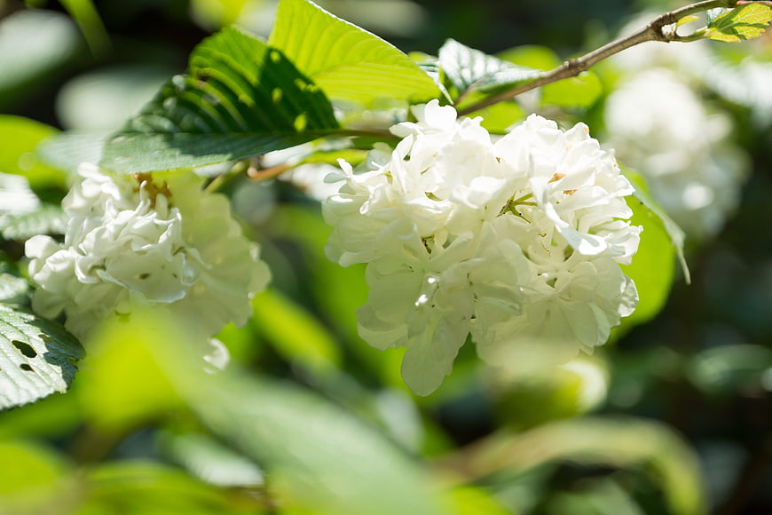 Close-up of white viburnum flowers in spring sunlight