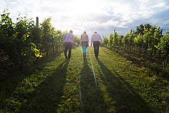 Three Business People Walking Through Vineyard Rows