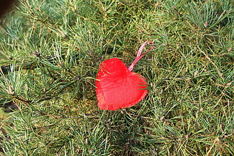 Red Heart Ornament Hanging on Pine Tree Branches