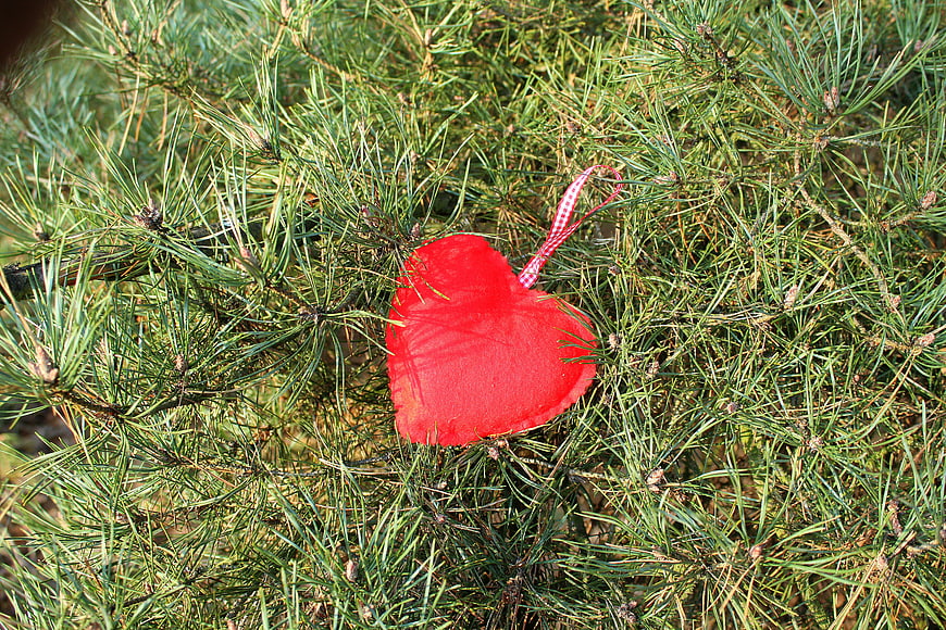 Red Heart Ornament Hanging on Pine Tree Branches