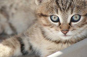 Close-up portrait of a cute tabby kitten with blue eyes