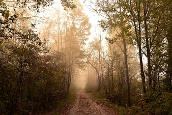 Misty Autumn Forest Path With Golden Morning Sunbeams
