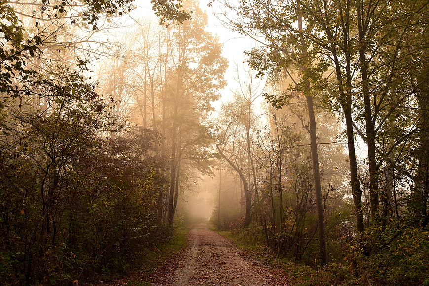 Misty Autumn Forest Path With Golden Morning Sunbeams