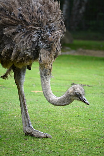 Close-up of an Ostrich Bending Down on Green Grass