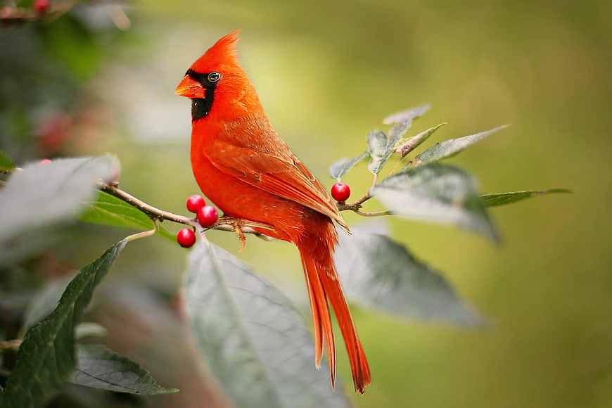 Male Northern Cardinal perched on branch with red berries