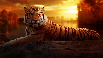 Majestic Tiger Resting on Log at Golden Sunset