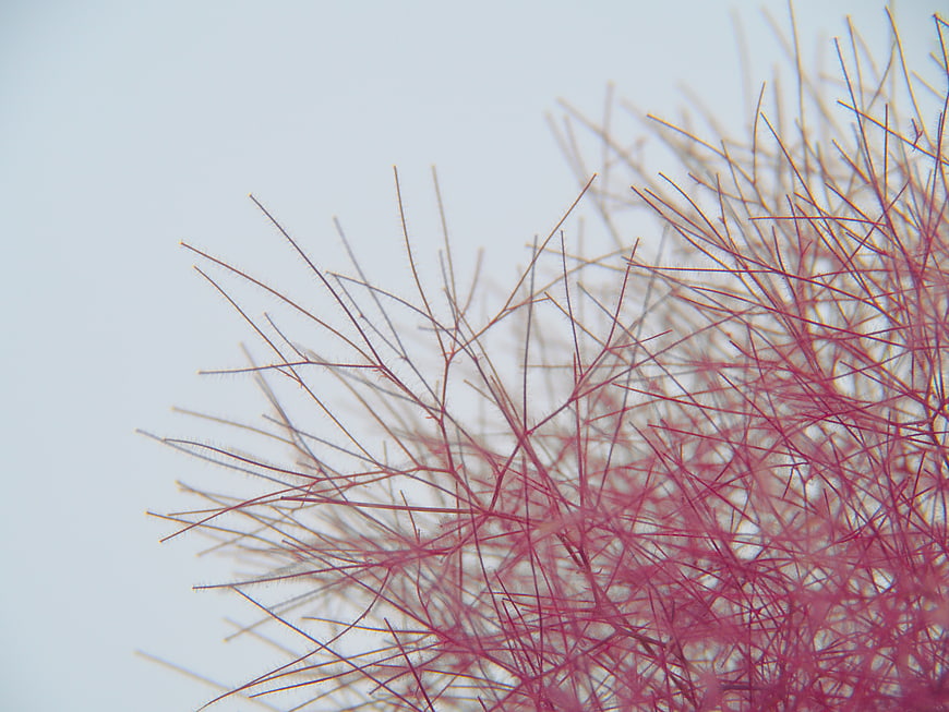 Abstract Macro of Pink Flower Stamen Against White Background