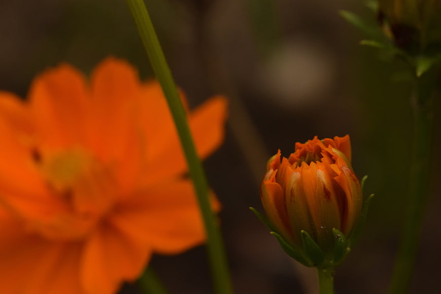 Close-up of orange cosmos flower bud with blurred bloom background